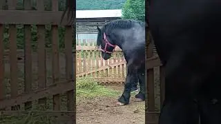First Time Stallion Meets Mare 🐴 | Emotional Horse Encounter
