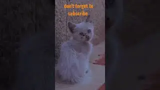 cute kittens, first steps, curious and cute