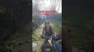 Replanting a Supermarket Aloe & Tracking Its Recovery