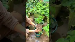 Transplanting Strawberries for Healthy Growth #plants #shorts