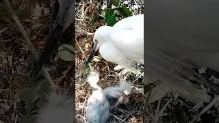 Graceful Guardian Great Egret Feeding Her Precious Chicks6