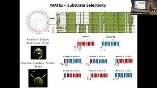 Miguel Pineros: 30 Years of Insights into Membrane Transport Proteins Underpinning Key Ag Traits
