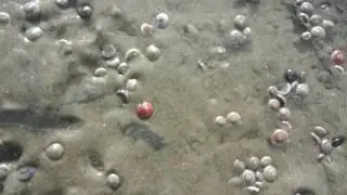 Sasaran Shoal - Starry shell