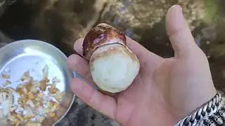 boletus en verano y robezuelos en julio 9-7-2022 v&iacute;deos del d&iacute;a 9 y 10