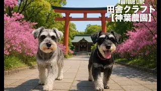 ⛩️神社参拝🐶ワンコ散歩