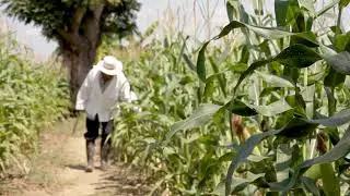 Corn Plantation | Free Background Video