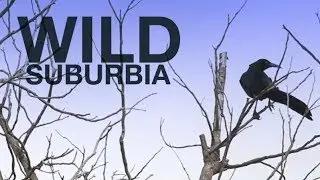 Wild Suburbia: Great-Tailed Grackle