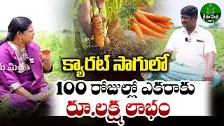 Carrot Cultivation Tips | క్యారట్ సాగులో ఎకరాకు రూ.లక్ష లాభం  | Carrot Farming | BIG TV Rythu Mithra