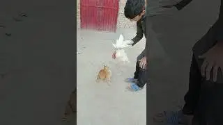 Funny cat and hen #cat #funnyanimal #funny #funnypet #viralvideo #villgelife