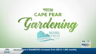 Cape Fear Gardening: Caring for Shumard Oak Trees
