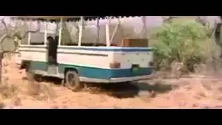 crazy forest lion, super comedy!.frm God must be crazy