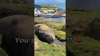 Cutest Sleeping Animals EVER 😴