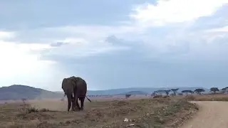 #63 Bucket List Trip: World Famous Serengeti in Tanzania Self Drive | Africa Tour 2016-2017