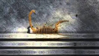 Catatonic North - Skrapin' Scorpion