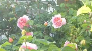 1 One Dering Road Gardens Open for Charity under the NGS  2012 -