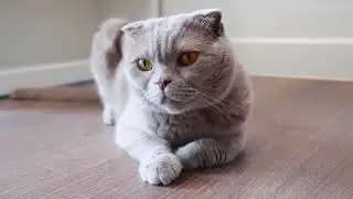 calming purr meditation by pudding