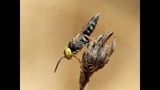 Avispas de la arena Familia Crabronidae, G&eacute;nero Tachysphex.