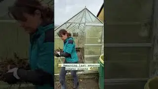 Tomato Greenhouse 😆 🙈 #shorts #gardening