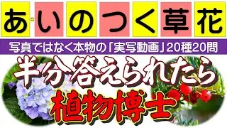 身近な草花で「あ」「い」で始まる草花20種の名前を答えて下さい。半分わかったら「植物博士」です？