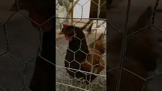 Such a curious chicken. 😱| #funny #subscribe #shorts  #chickens