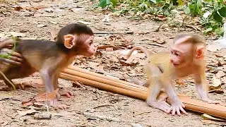 Lovely baby monkey !! Lucie teaches Kenzo l how to walk fast They learn to walk together