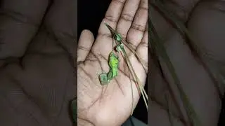 I got a new Pupa from a curry leaf plant #shorts