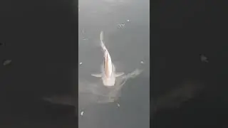 Exotic variety of fish in the local pond