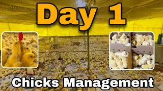 🐣 Day 1 | Chicks Management Ka Complete Guide | 🧴 Farm Sanitization Se Lekar 🌡️ Temperature Tak