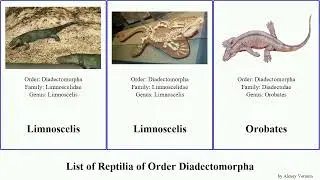 List of Reptilia of Order Diadectomorpha campi Fuse Stephanospondylus Diadectes pugnax limnoscelis