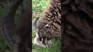 Fussy sheep