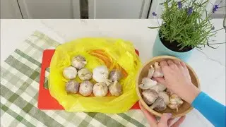 Keep GARLIC FRESH for a year&mdash;no drying, no sprouting