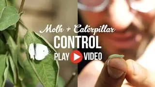 Pest Control:  White Cabbage Moth and Caterpillar