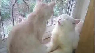 Influential people bypass rules while ordinary citizens face endless red tape: say kittens 🐈&zwj;⬛🐈🌹💋💪🕺💃