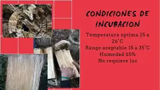 Producci&oacute;n de hongos comestibles sobre troncos: m&oacute;dulo 3
