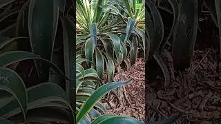 Agave Nectar  || Agave ethanol || Alcohol Production from Agave | #green energy & green fiber