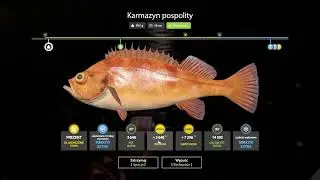 Atlantic Redfish Karmazynek pospolity Norwegian Sea | Russian Fishing 4