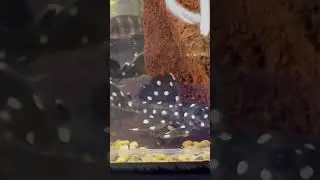 Galaxy pleco l 240