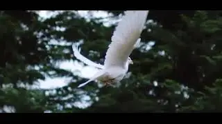 Fada Sheyin - Come Holy Spirit [Feat. Chris Morgan & Mercy Idoko
