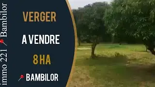 Verger🔸️8ha📍Bambilor à vendre