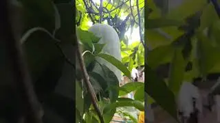 #ashgourd #vine on a #soapnuts tree growing wild #foodforest #permaculture #regenerativeagriculture