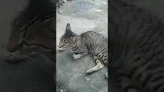 Witness the Amazing Loyalty of Cats That Will Surprise You #Shorts