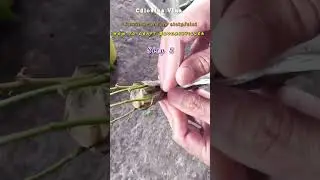 Bunga kertas kawin sisip kaedah sungkup//How to graft Bougainvillea #grafting #bunga #flowers #viral