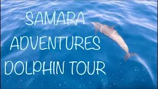 Samara Adventures || Dolphin Tour