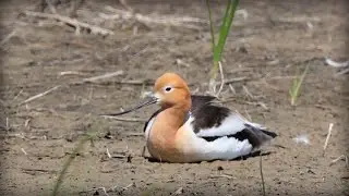 American Avocet (Recurvirostra americana)