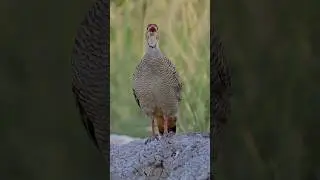 Grey Francolin call in the wild