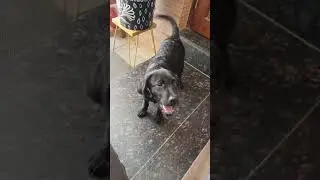 well trained labera🐕#shorts#ytshorts#shortsvideo#mrproeditz#totalgaming#viral