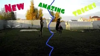 Alpha. New amazing tricks!