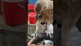 EAGLE FINGERS NILES LOOKS SHARP 🔥🦅#eagle #eagleshorts #wildlifeentertainment #birds #birdofprey