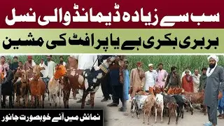 Top Quality Barbari Goats Interview 🐐 | Goat Farming Tips