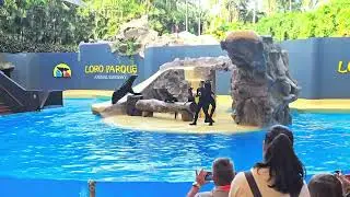Loro Parque - шоу морских котиков - 12.01.2026 Тенерифе